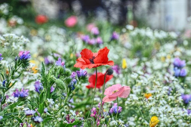 Flower Meadow Poppy Blossom Bloom  - SusanneEdele / Pixabay